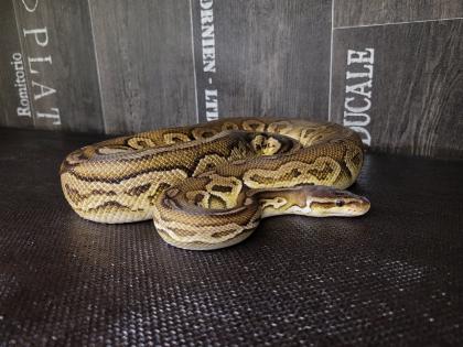 1. 0 Königspython Ballpython Black Pewter black pastel, pastel adult Python Regius