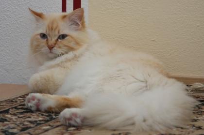 Heilige Birma Kater Gino sucht ein neues zu Hause ohne andere Katzen