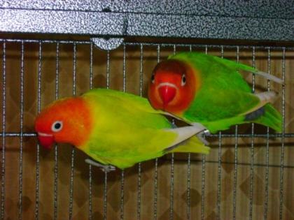 2 Agaporniden Pärchen zu verkaufen