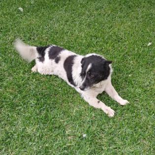 Blakie / Status sucht ein Zuhause