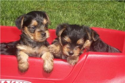 2 sehr schöne Yorkie Welpen