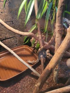Boa Constrictor Imperator Motley