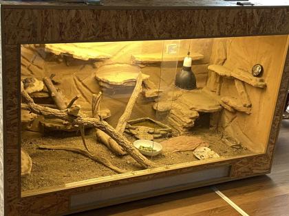 2 Bartagamem mit Terrarium zu verkaufen