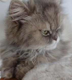 Perser Katze Mädchen abholbereit
