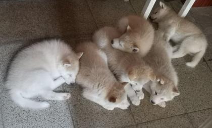 Akita Husky im Allgäu