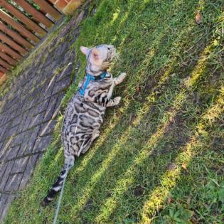 Jay jay Xxl Spottet Tabby Silber Bengaldame Zuchtzulassung 1. 5 Jahre alt