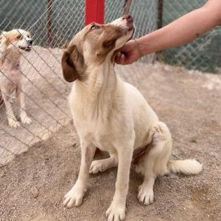 Hazel / Status sucht ein zu Hause