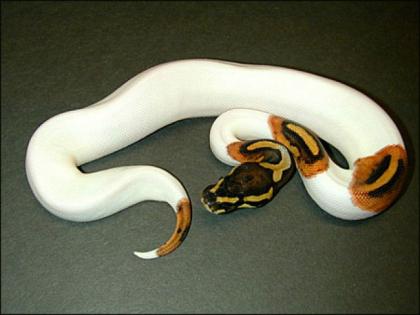 Albino, piebalds ball pythons for sale