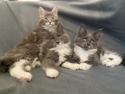 Maine Coon Kitten mit Stammbaum