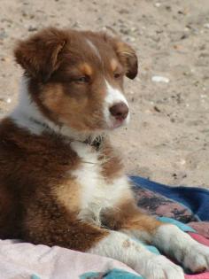 Australian Shepherd Welpen