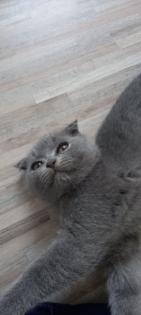 Sehr süsse Katzenbabys