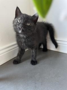 BKH Kitten Babykatzen
