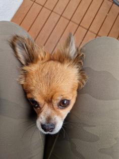 Neues zu Hause für meine 9 Jahre junge Chihuahua Dame
