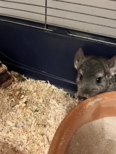 Chinchilla Babys, Weibchen und Männchen