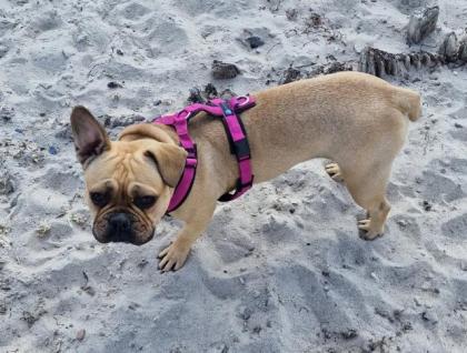 Französische Bulldogge Welpen mit Rute
