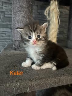 4 Maine Coon Kitten Kater