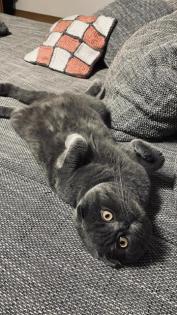 Deckkater BKH