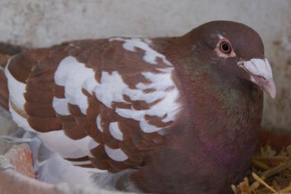 Choco Meulemans Brieftauben