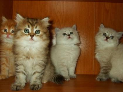 Sehr schöne BK-Katzenbabys abzugeben 8 Wochen alt