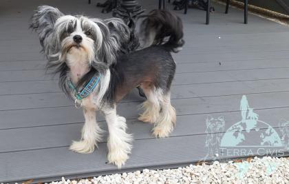 Chinese Crested Puppies