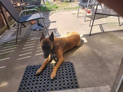 Malinois Rüde