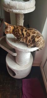Liebevoller Kater Reinrassig Bengal in Gute Hände abzugeben