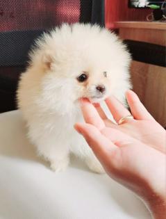 Zwergspitz/ Pomeranian