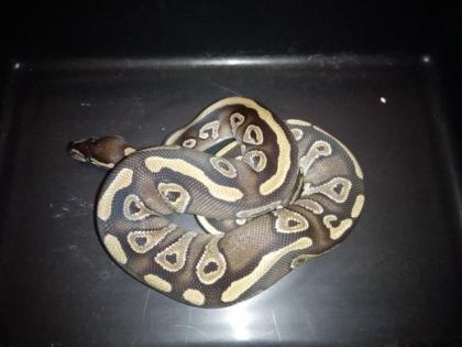 Königspythons