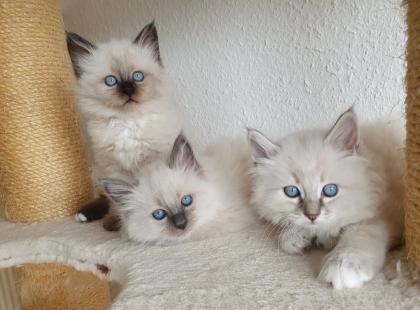 2 Heilige Birma Kitten Katzen abholbereit