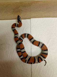 Lampropeltis alterna leonis