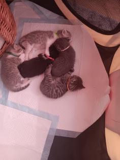 5 Katzenbabys zu verkaufen