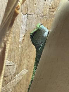 Madagaskar Taggecko abzugeben