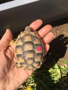 4- und 3-jährige Landschildkröten, Testudo Marginata, Breitrandschildkröten aus artgerechter,