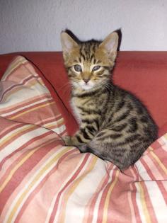Maine coon/ bengal mix kitten