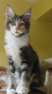 Wunderschöne Maine Coon Babys abzugeben