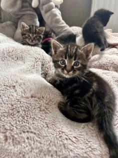 Ragdoll Hauskatze Mix Kitten