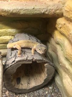 2 Leopardgeckos