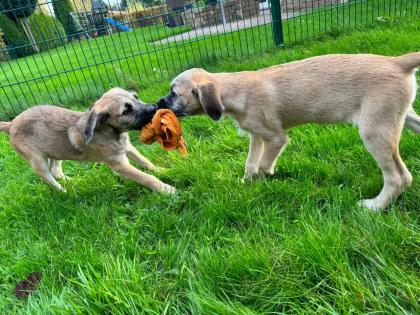 2 GoldendoodlemixHündinnen abzugeben