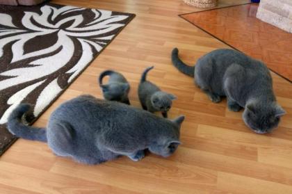 Reinrassige wunderschöne BKH Kitten