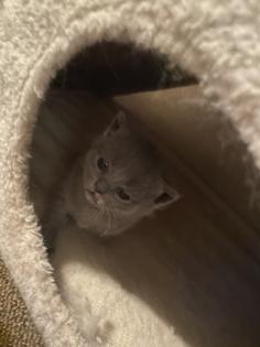 4 Kleine BKH-Kitten suchen ab dem 22. 06. 2023 ein liebevolles Zuhause