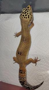Leopardgeckos