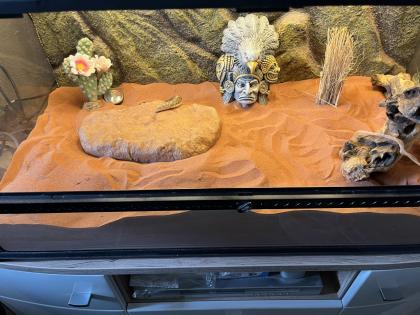 Kenia Sandboa Nz 2017 inkl. Exxo Terra Terrarium