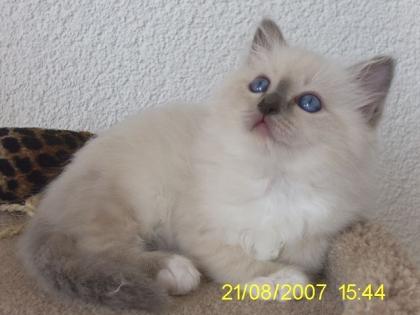 Heilige Birma Katerchen blue-point 13 Wochen
