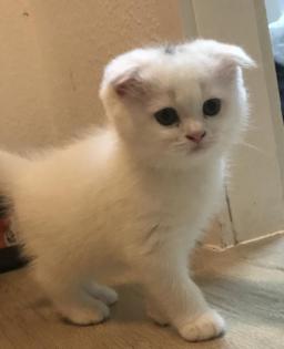 Süße Babykatze sucht neues Zuhause