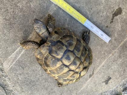 Verkaufe 2 griechische Landschildkröten, männlich