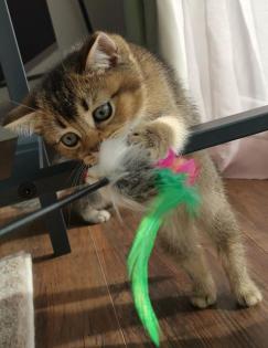 BKH kitten