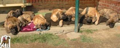 Deutsche Doggenwelpen in gelb und gestromt VDH/DDC