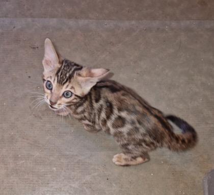 Bengal Kitten suchen ein liebevolles zu Hause