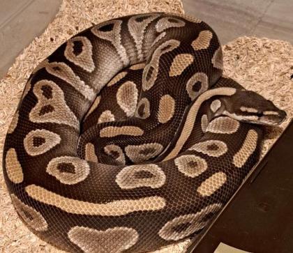 0, 1 Königspython Mojave het Clown
