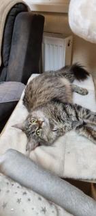 Main Coon Deckkater gesucht